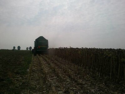 Žetva suncokreta 2013