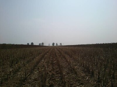 Žetva suncokreta 2013