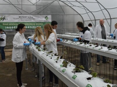 Hidroponski uzgoj jagoda