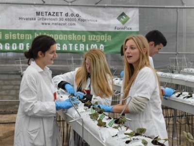 Hidroponski uzgoj jagoda