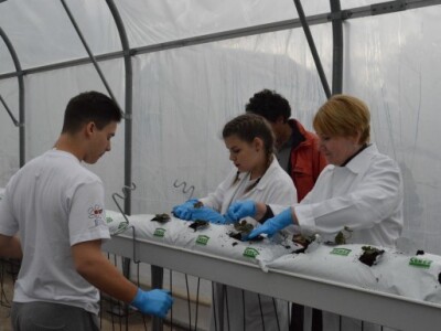 Hidroponski uzgoj jagoda