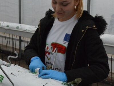 Hidroponski uzgoj jagoda