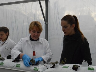 Hidroponski uzgoj jagoda