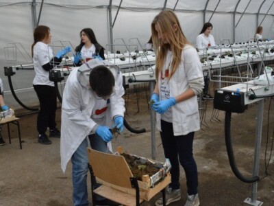 Hidroponski uzgoj jagoda