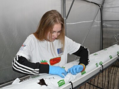 Hidroponski uzgoj jagoda