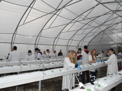 Hidroponski uzgoj jagoda