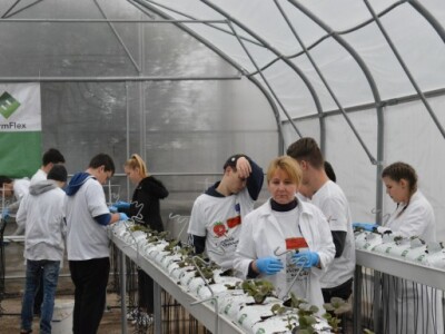 Hidroponski uzgoj jagoda