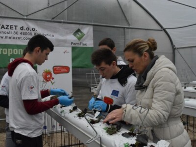 Hidroponski uzgoj jagoda