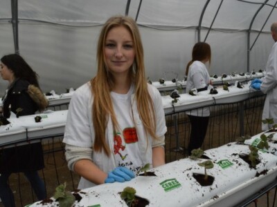 Hidroponski uzgoj jagoda