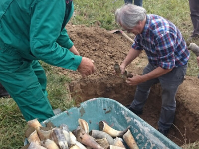 Koriste se zdravi goveđi rogovi