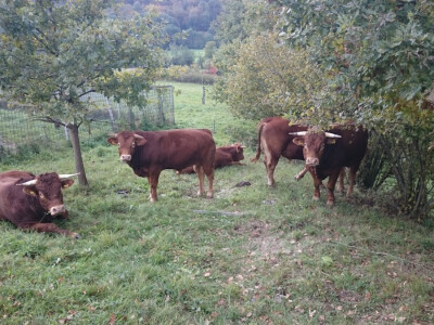 Goveda na gospodarstvu Drvo života