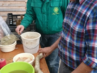 Biodinamička "kobasica" od kamilice