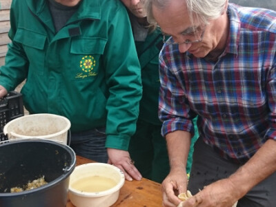 Maslačak se sprema u kravlju potrbušnicu