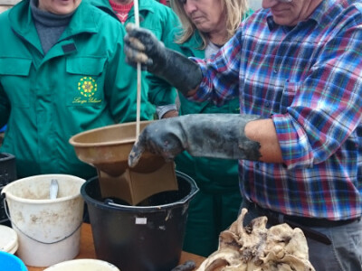 Pripravak od hrastove kore u goveđoj lubanji