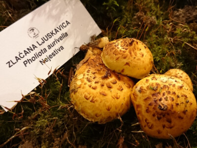 Zlaćana ljuskavica Zlaćana ljuskavica