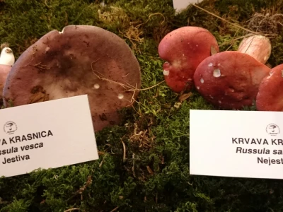 Jestiva i nejestiva