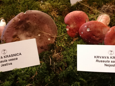 Jestiva i nejestiva Jestiva i nejestiva