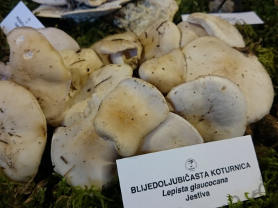 Blijedoljubičasta koturnica Blijedoljubičasta koturnica