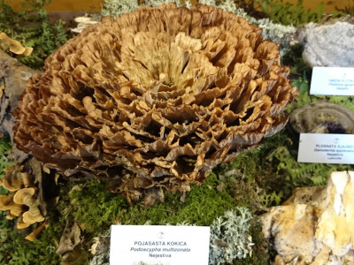 Gljiva neobična izgleda Gljiva neobična izgleda