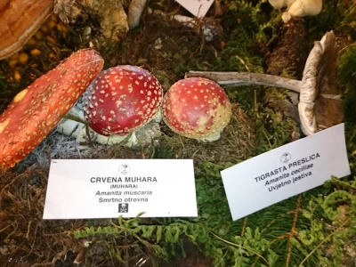 Lijepa ali opasna gljiva