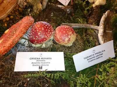 Lijepa ali opasna gljiva Lijepa ali opasna gljiva
