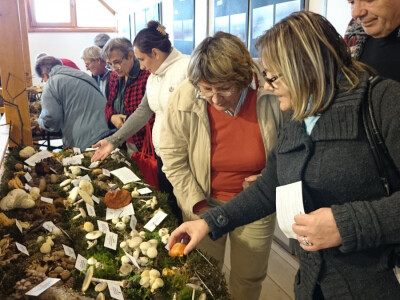 Veliko zanimanje gljivara za izložbu Veliko zanimanje gljivara za izložbu