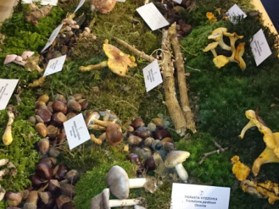 Šumske ljepotice bez obzira na jestivost Šumske ljepotice bez obzira na jestivost