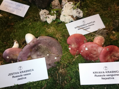 Jedna od jestivih krasnica Jedna od jestivih krasnica