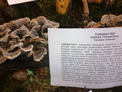 Ljekoviti puranov rep Ljekoviti puranov rep