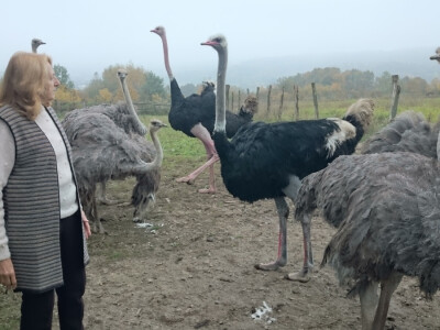 Kata 14 godina uzgaja nojeve