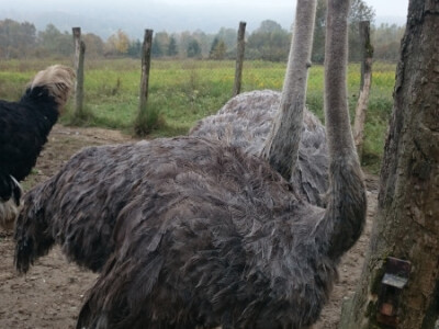 Uzgoj nojeva za meso brzo propao