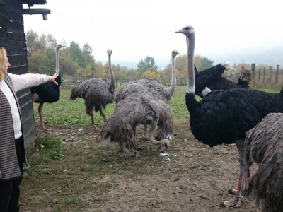 Uz obilje trave nojevi mjesečno pojedu oko 700 kg žitarica