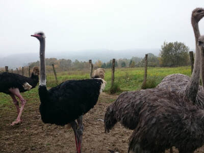 Nojevi nisu u sustavu poticaja