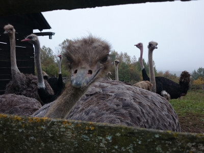 Nojevi su velike radoznale price