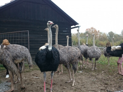 Ima tri pasmine nojeva