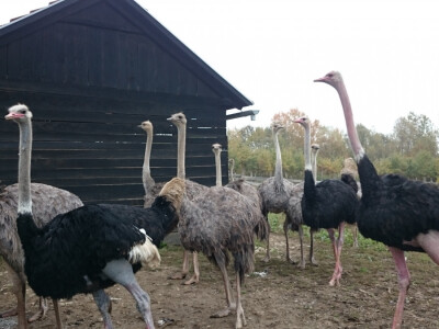 Uzgoj nojeva za proizvodnju jaja