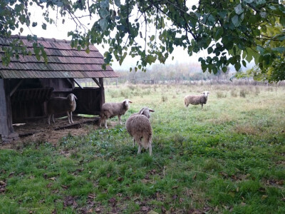 U blizini nojeva i ovce