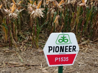 Dan Pioneera u Lipiku