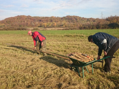 Za stare sorte veliki razmaci sadnje