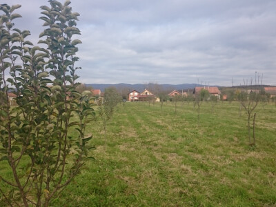 Sljedeće godine prvi rod