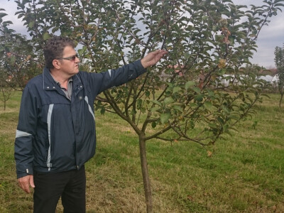 Milan Romanić u nasadu koji ulazi u rod