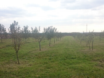 Dva hektara starih sorti jabuka u Medarima