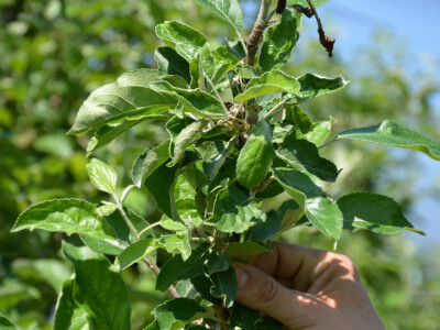 Elementarna nepogoda u Bjelovarsko-bilogorskoj županiji