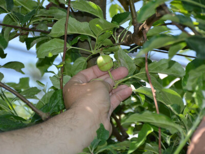 Elementarna nepogoda u Bjelovarsko-bilogorskoj županiji