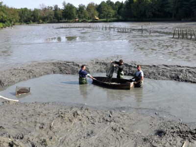 Ispuštanje ribnjaka u Jakšiću