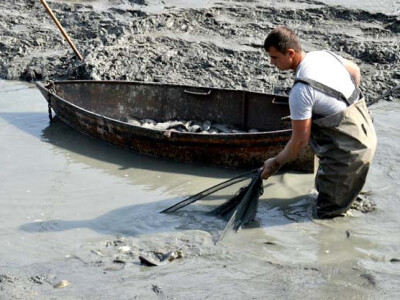Ispuštanje ribnjaka u Jakšiću