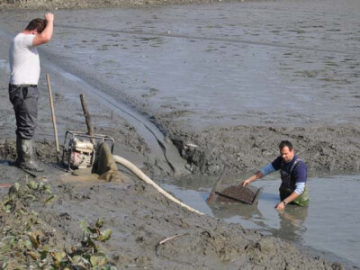 Ispuštanje ribnjaka u Jakšiću