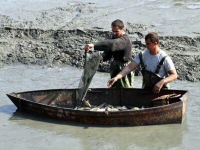 Ispuštanje ribnjaka u Jakšiću