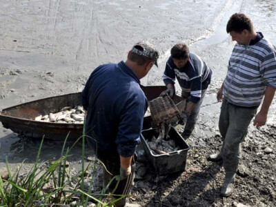 Ispuštanje ribnjaka u Jakšiću
