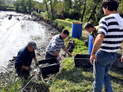 Ispuštanje ribnjaka u Jakšiću